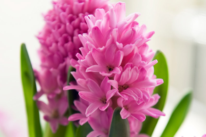 pink hyacinth